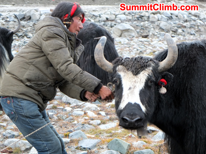 Tibetean yakman. PhotoToni Spiri